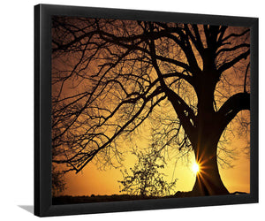 Silhouette of a Willow Tree in Sunset-Forest art, Art print, Plexiglass Cover