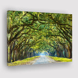 Stunning Line of Oak Trees Along the Road in Savannah Canvas Prints Wall Art Decor - Paiting Canvas, Art Prints, Wall Decor, For Sale
