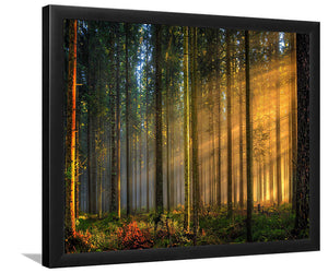 Sun Rays in Forest-Forest art, Art print, Plexiglass Cover