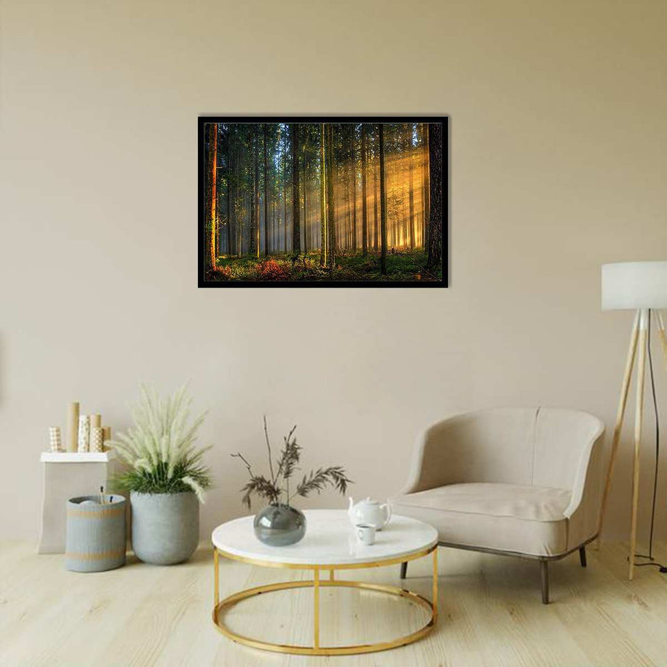 Sun Rays in Forest-Forest art, Art print, Plexiglass Cover