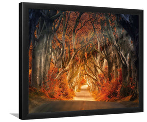 The Dark Hedges Armoy Ireland Road Avenue Forest-Forest art, Art print, Plexiglass Cover
