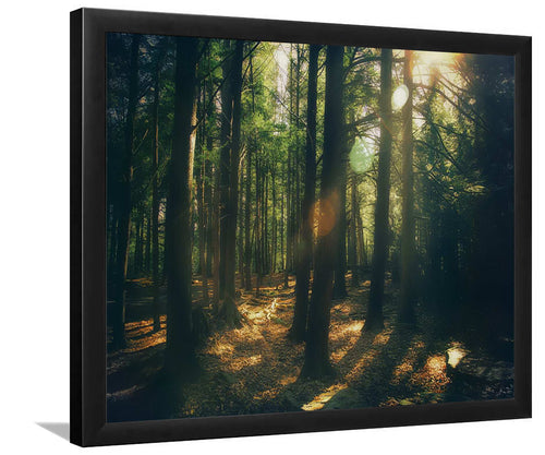 The forest at sunset-Forest art, Art print, Plexiglass Cover