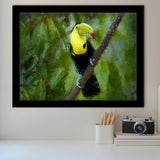 Toucan Bird Contemporary Framed Art Prints Wall Decor - Painting Prints, Framed Picture, Home Decor