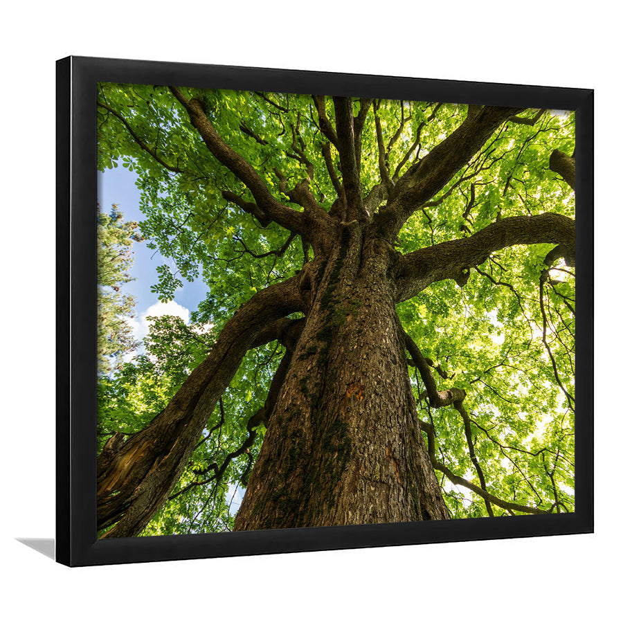 Tree Branch Framed Art Prints Wall Art Decor, Framed Picture, Home Decor