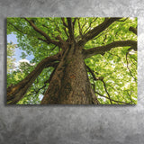 Tree Branch Tree Tree Branch Landscape Canvas Prints Wall Art Home Decor - Painting Canvas, Ready to hang