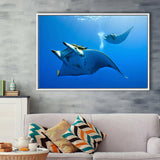 Two Manta Ray Swimming Under Water Framed Canvas Prints Wall Art, Floating Frame, Large Canvas Home Decor