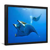 Two Manta Ray Swimming Under Water Framed Art Prints Wall Decor, Framed Picture, Large Art Prints