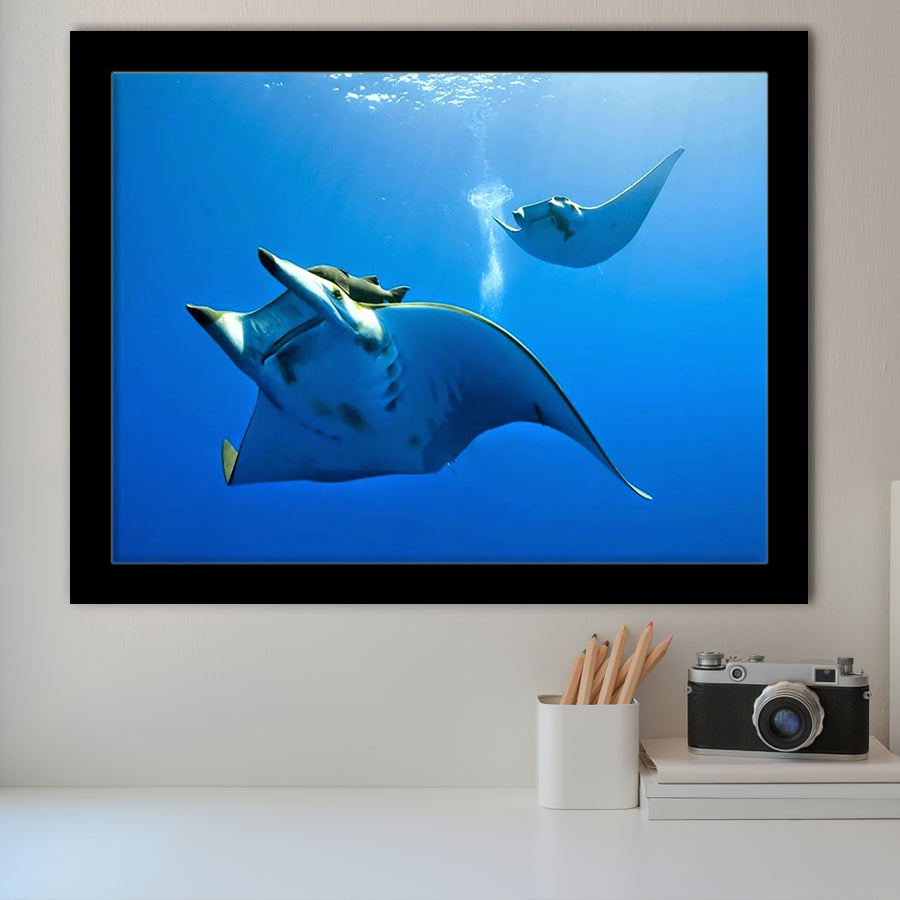 Two Manta Ray Swimming Under Water Framed Art Prints Wall Decor, Framed Picture, Large Art Prints