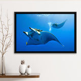 Two Manta Ray Swimming Under Water Framed Canvas Prints Wall Art, Floating Frame, Large Canvas Home Decor