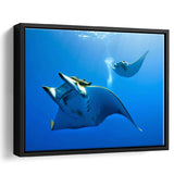 Two Manta Ray Swimming Under Water Framed Canvas Prints Wall Art, Floating Frame, Large Canvas Home Decor