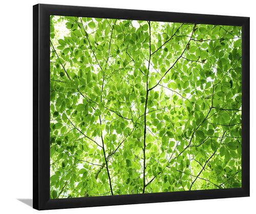 Wall of Fresh Leaves-Forest art, Art print, Plexiglass Cover