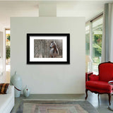 Welsh Pony Horse-Canvas art,Art print,Frame art