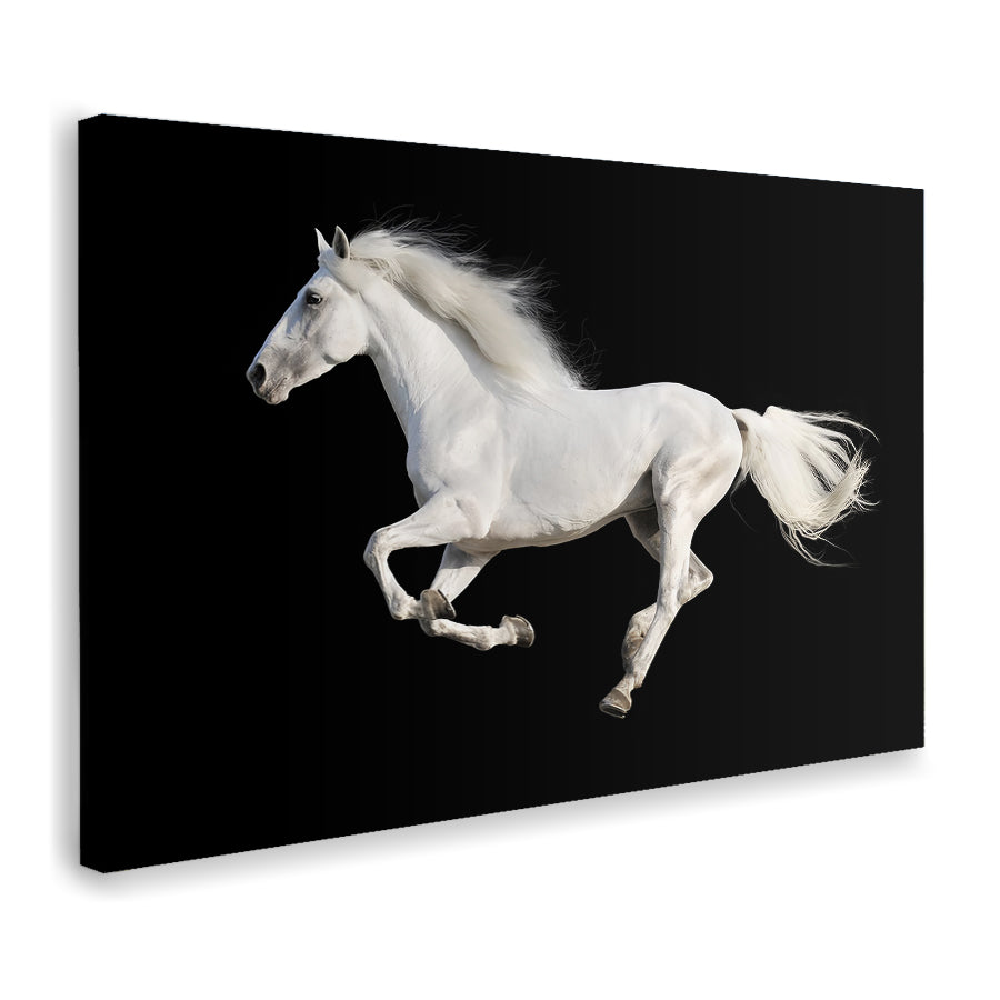 White Andalusian Horse Canvas Wall Art - Canvas Prints, Prints for Sale, Canvas Painting, Canvas On Sale
