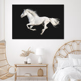 White Andalusian Horse Canvas Wall Art - Canvas Prints, Prints for Sale, Canvas Painting, Canvas On Sale
