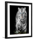 White Tiger Wet Paws-Canvas art,Art print,Frame art