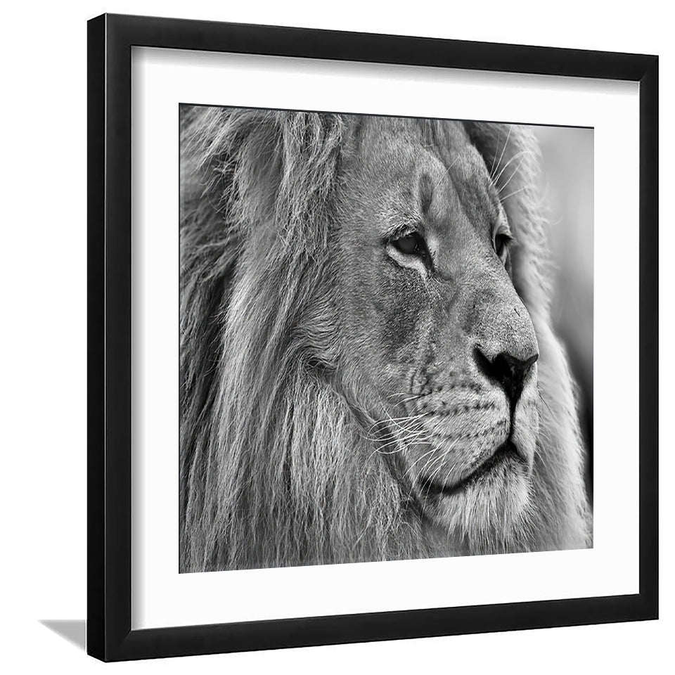 Wild Lion in Black and White - Art Prints, Framed Prints, Wall Art Prints, Frame Art