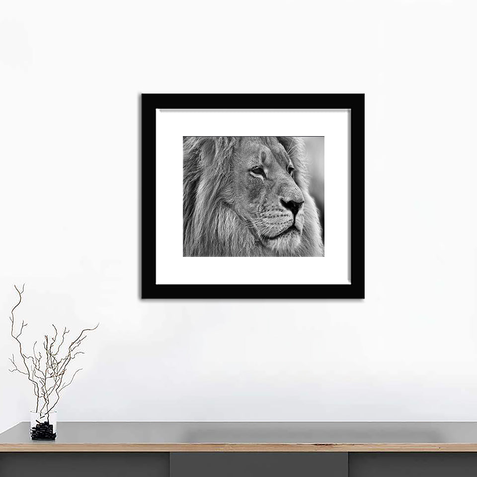 Wild Lion in Black and White - Art Prints, Framed Prints, Wall Art Prints, Frame Art