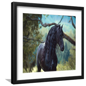 Young Friesian Stallion - Art Prints, Framed Prints, Wall Art Prints, Frame Art