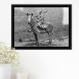 Zebra Prison Break Black And White Print, Comic Criminal Framed Canvas Prints Wall Art Home Decor,Floating Frame